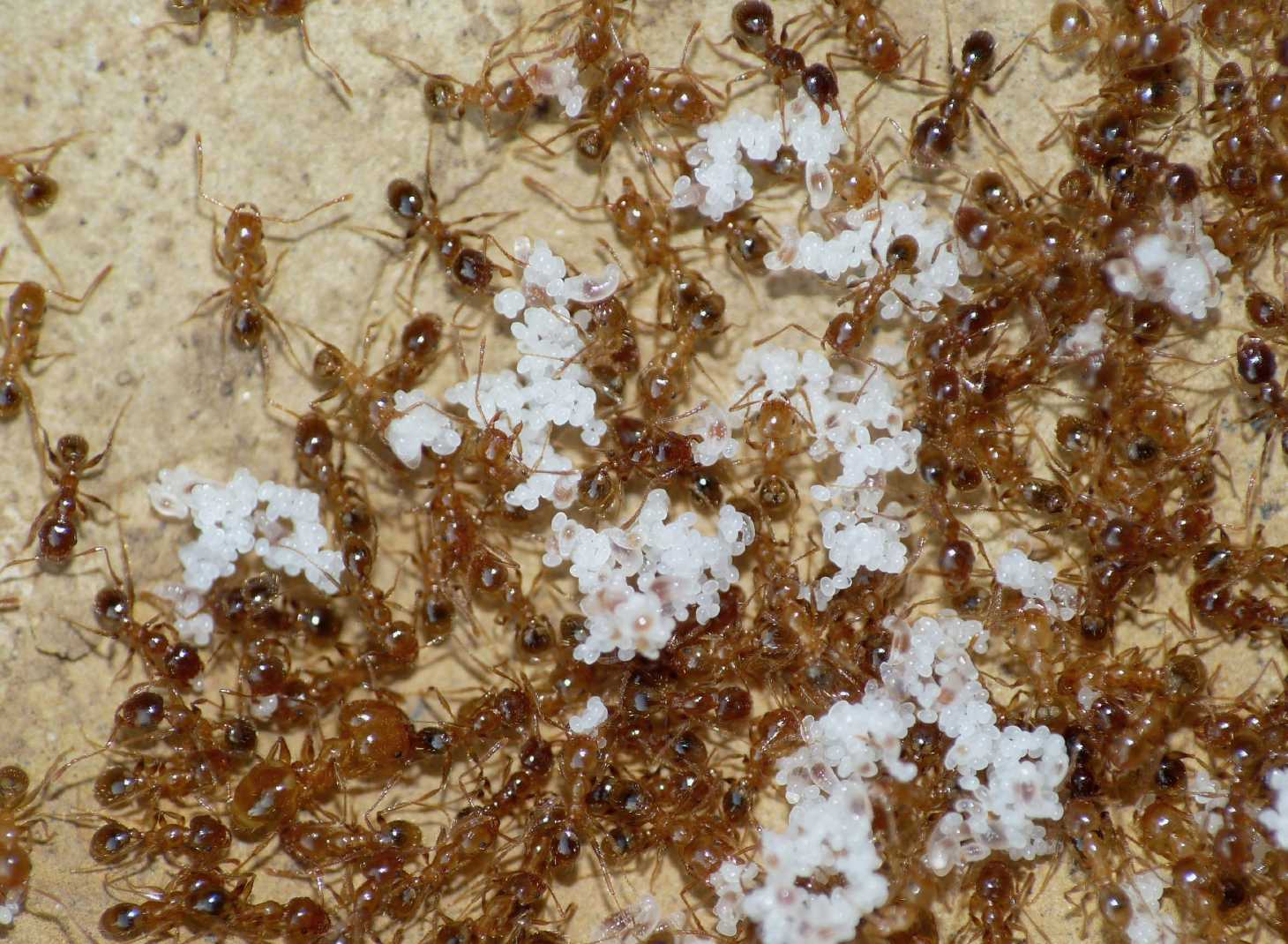 Pheidole pallidula:foto di famiglia